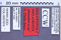 Etikette zu Melanotus plutenkoi (Platia, 2007) (NHMW-ZOO-COL-0007674)